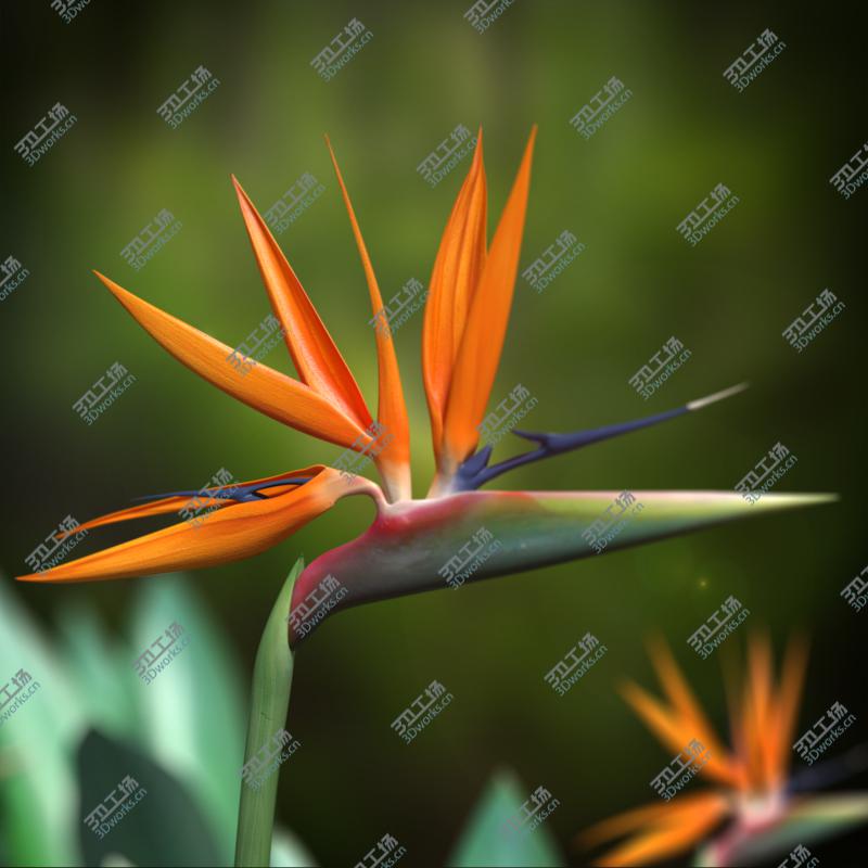 images/goods_img/202105073/Bird of Paradise/3.jpg